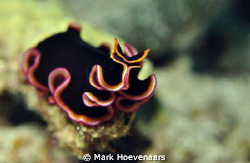 Glorious Flatworm. Nikon D90, Aquatica Housing, 60mm, f8,... by Mark Hoevenaars 